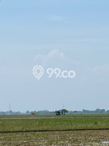 Lahan Investasi Lokasi Pamanukan Subang SHM Lahan Investasi Lokasi Pamanukan Subang SHM