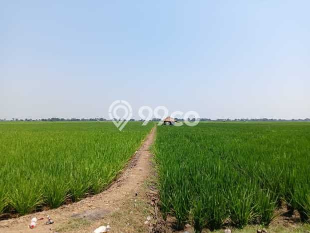 Tanah Dijual Lokasi Subang, Subang Luas 22501m2 Legalitas Aman Tanah Dijual Lokasi Subang, Subang Luas 22501m2 Legalitas Aman