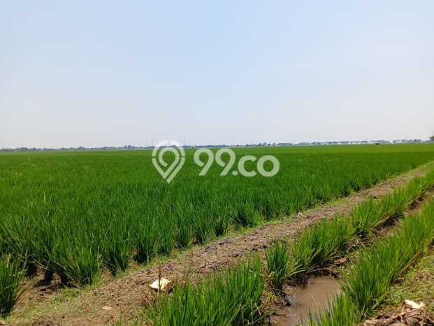 Tanah Dijual Lokasi Subang, Subang Luas 22501m2 Legalitas Aman Tanah Dijual Lokasi Subang, Subang Luas 22501m2 Legalitas Aman