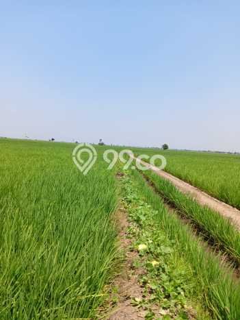 Tanah Dijual Lokasi Subang, Subang Luas 22501m2 Legalitas Aman Tanah Dijual Lokasi Subang, Subang Luas 22501m2 Legalitas Aman
