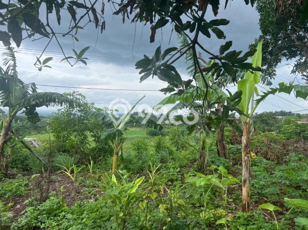 Tanah Kavling untuk Dijual di Prigen Pasuruan 657m2 Tanah Kavling untuk Dijual di Prigen Pasuruan 657m2