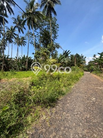 Untuk Dijual Tanah di Pineleng Minahasa Luas 1000m2 SHM Untuk Dijual Tanah di Pineleng Minahasa Luas 1000m2 SHM