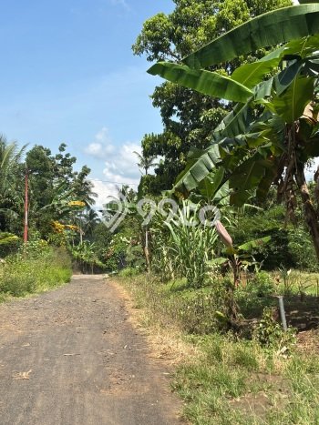 Untuk Dijual Tanah di Pineleng Minahasa Luas 1000m2 SHM Untuk Dijual Tanah di Pineleng Minahasa Luas 1000m2 SHM