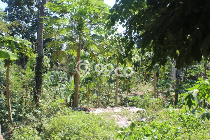 Untuk Dijual Tanah 10100m2 di Cepaka, Tabanan Untuk Dijual Tanah 10100m2 di Cepaka, Tabanan
