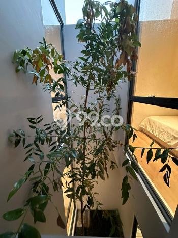 Rumah Sederhana Dijual di Cisauk 4 Kamar dengan Luas Tanah 98m2 Rumah Sederhana Dijual di Cisauk 4 Kamar dengan Luas Tanah 98m2