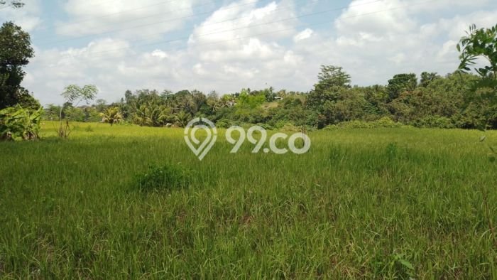 Jarang Ada! Tanah Kavling Disewakan di Gianyar 24760m2 Jarang Ada! Tanah Kavling Disewakan di Gianyar 24760m2
