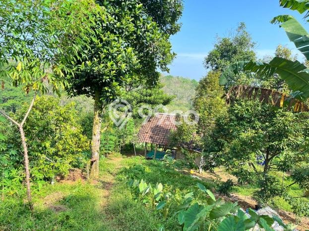 Tanah Dijual Lokasi Jasinga, Bogor Luas 16320m2 Legalitas Aman Tanah Dijual Lokasi Jasinga, Bogor Luas 16320m2 Legalitas Aman