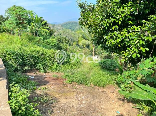 Tanah Dijual Lokasi Jasinga, Bogor Luas 16320m2 Legalitas Aman Tanah Dijual Lokasi Jasinga, Bogor Luas 16320m2 Legalitas Aman