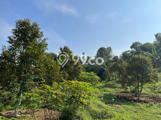 Tanah Dijual Lokasi Jasinga, Bogor Luas 16320m2 Legalitas Aman Tanah Dijual Lokasi Jasinga, Bogor Luas 16320m2 Legalitas Aman
