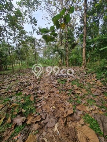 Tanah Siap Bangun Dijual di Semarang Punya Luas 3745m2 Tanah Siap Bangun Dijual di Semarang Punya Luas 3745m2