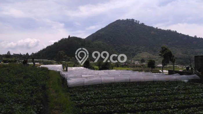 Kavling Tanah Dijual di Cipanas Cianjur Spesifikasi 3250m2 Kavling Tanah Dijual di Cipanas Cianjur Spesifikasi 3250m2