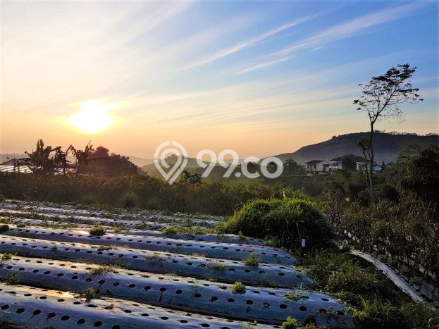 Kavling Tanah Dijual di Cipanas Cianjur Spesifikasi 3250m2 Kavling Tanah Dijual di Cipanas Cianjur Spesifikasi 3250m2