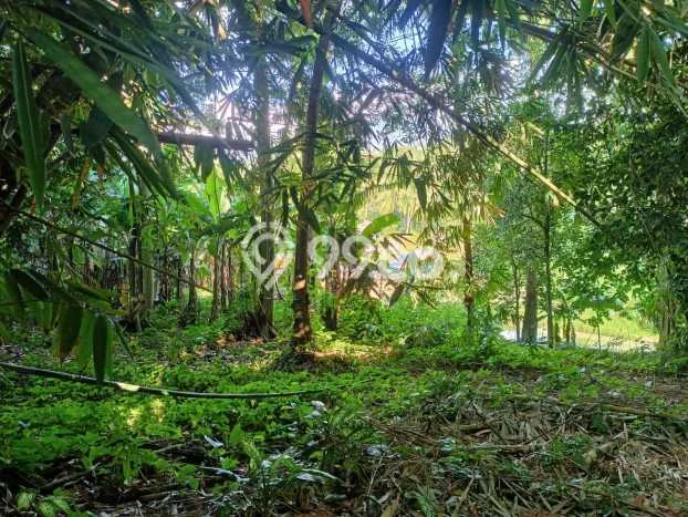 Lahan untuk Dijual Lokasi Pandeglang, Pandeglang Luas 2056m2 SHM Lahan untuk Dijual Lokasi Pandeglang, Pandeglang Luas 2056m2 SHM