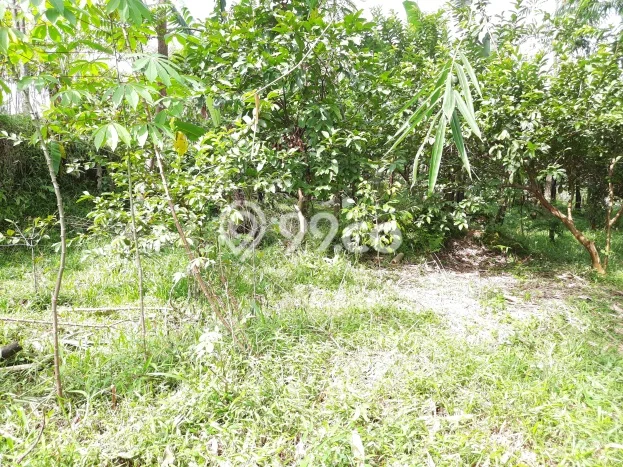 Jarang Ada! Tanah di Ciampea Punya Luas 2000m2 SHM Jarang Ada! Tanah di Ciampea Punya Luas 2000m2 SHM