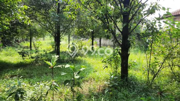 Tanah untuk Dijual di Ciampea Bogor Luas 1614m2 Tanah untuk Dijual di Ciampea Bogor Luas 1614m2