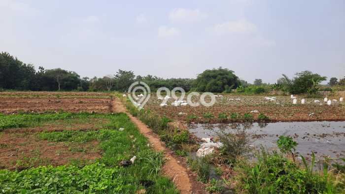 Tanah Dijual Area Strategis di Semplak Bogor 60000m2 Tanah Dijual Area Strategis di Semplak Bogor 60000m2
