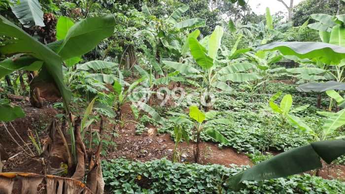 Lahan Strategis di Tajur Halang Dijual dengan Luas 2000m2 Lahan Strategis di Tajur Halang Dijual dengan Luas 2000m2