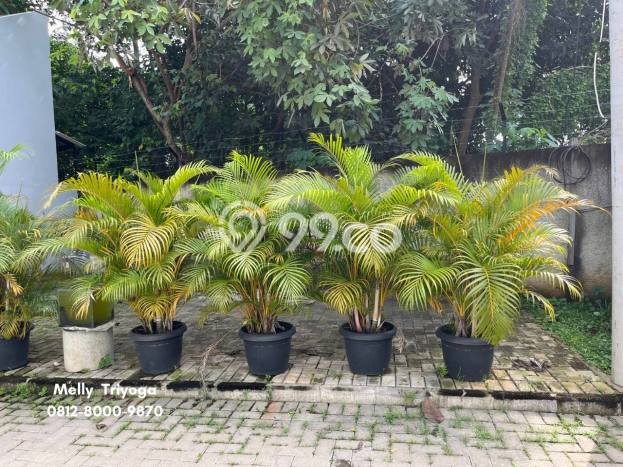 Jual Rumah Favorit Siap Huni LB 70m2 di Mustikajaya, Bekasi Jual Rumah Favorit Siap Huni LB 70m2 di Mustikajaya, Bekasi