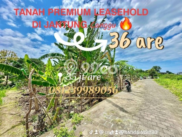 Jarang Ada! Tanah Kavling Disewakan di Badung 3600m2 Jarang Ada! Tanah Kavling Disewakan di Badung 3600m2