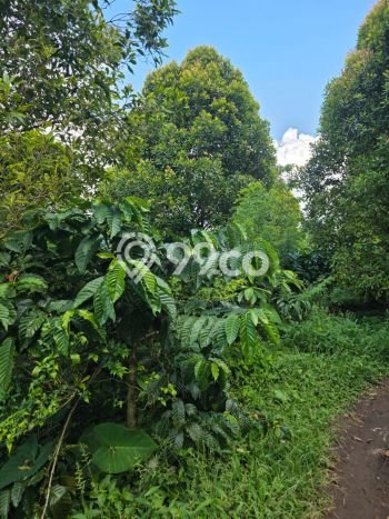 Dijual Tanah 170000m2 di Pupuan, Gianyar Dijual Tanah 170000m2 di Pupuan, Gianyar