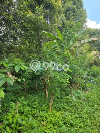 Dijual Tanah 170000m2 di Pupuan, Gianyar Dijual Tanah 170000m2 di Pupuan, Gianyar