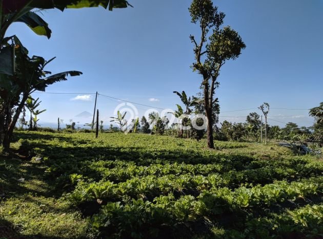 Tanah Kavling untuk Dijual di Baturiti Tabanan 18000m2 Tanah Kavling untuk Dijual di Baturiti Tabanan 18000m2