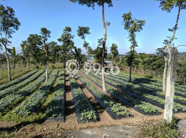 Tanah Kavling untuk Dijual di Baturiti Tabanan 18000m2 Tanah Kavling untuk Dijual di Baturiti Tabanan 18000m2