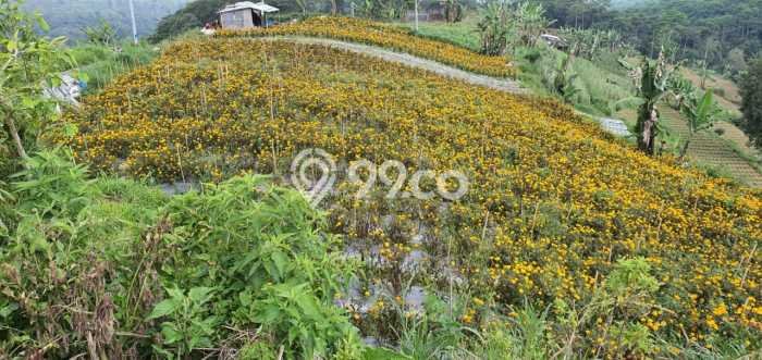 Tanah Strategis di Bedugul, Luas 30000m², Cocok untuk Perumahan Tanah Strategis di Bedugul, Luas 30000m², Cocok untuk Perumahan