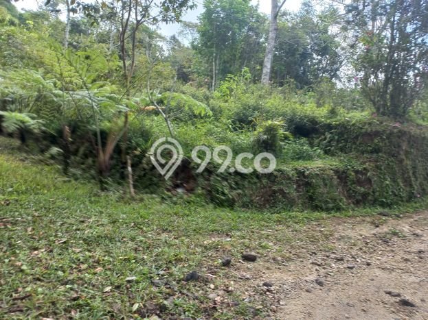 Disewakan Tanah Seluas 12500m2 di Baturiti, Tabanan Disewakan Tanah Seluas 12500m2 di Baturiti, Tabanan