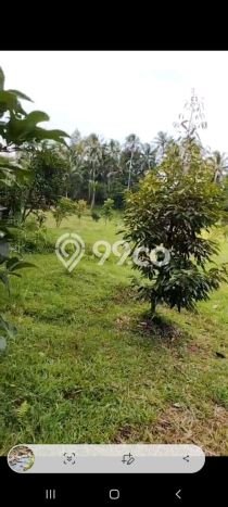 Dijual Tanah di Selemadeg Tabanan Luas 17500m2 SHM Dijual Tanah di Selemadeg Tabanan Luas 17500m2 SHM