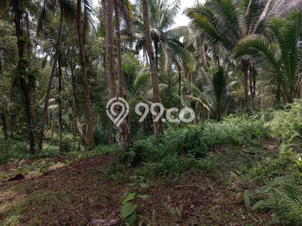 Kavling Tanah Dijual di Selemadeg, Tabanan, Luas 10000m2 Area Strategis Kavling Tanah Dijual di Selemadeg, Tabanan, Luas 10000m2 Area Strategis