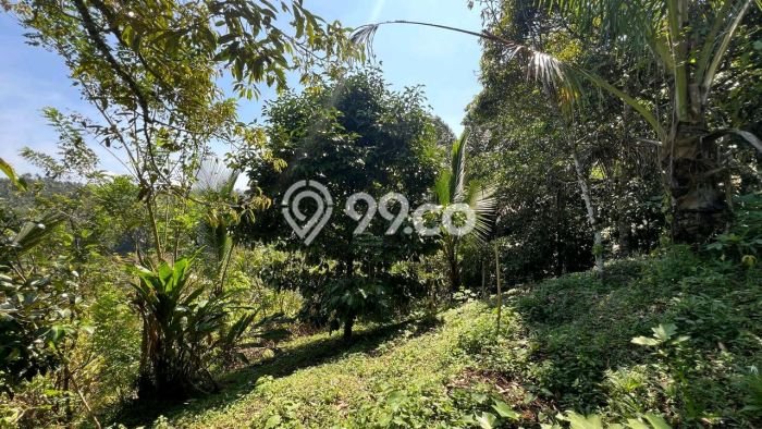 Tanah Kosong Dijual di Tabanan dengan Area 2800m2 Tanah Kosong Dijual di Tabanan dengan Area 2800m2