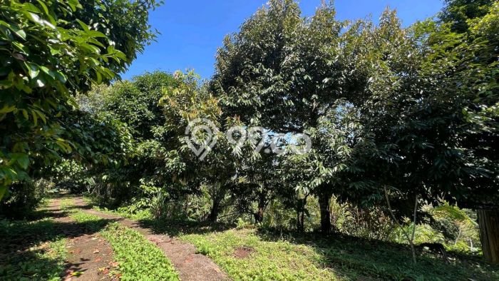 Tanah Kosong Dijual di Tabanan dengan Area 2800m2 Tanah Kosong Dijual di Tabanan dengan Area 2800m2