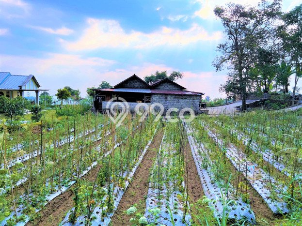 Jarang Ada! Tanah di Ngargoyoso Punya Luas 505m2 SHM Jarang Ada! Tanah di Ngargoyoso Punya Luas 505m2 SHM