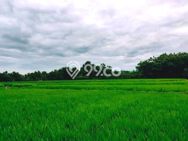 Jual Tanah Area Berkembang di Kedawung, Luas 3225m², Dekat Kedawung, Sragen, Sragen Jual Tanah Area Berkembang di Kedawung, Luas 3225m², Dekat Kedawung, Sragen, Sragen