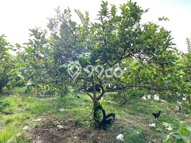 Tanah Komersial Dijual di Karangmalang Sragen 6670m2 Tanah Komersial Dijual di Karangmalang Sragen 6670m2