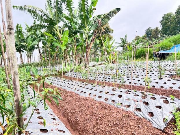 Tanah untuk Dijual di Ngargoyoso Karanganyar Luas 2210m2 Tanah untuk Dijual di Ngargoyoso Karanganyar Luas 2210m2