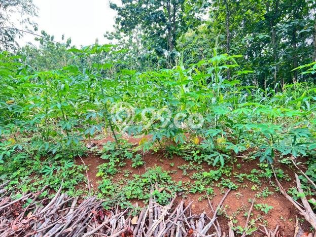 Lahan Strategis di Mojogedang Dijual dengan Luas 880m2 Lahan Strategis di Mojogedang Dijual dengan Luas 880m2