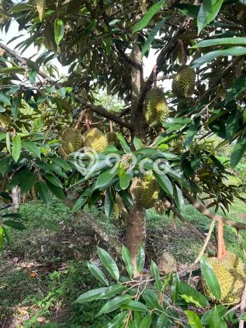 Tanah Komersial Dijual di Karangmalang Sragen 6670m2 Tanah Komersial Dijual di Karangmalang Sragen 6670m2