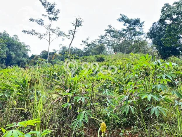 Dijual Tanah di Karanganyar, Luas 10000m2m², Dekat Karanganyar, Solo, Solo Dijual Tanah di Karanganyar, Luas 10000m2m², Dekat Karanganyar, Solo, Solo