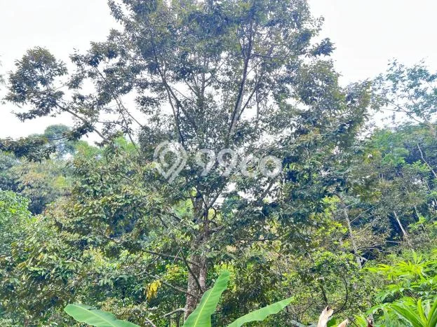Dijual Tanah di Karanganyar, Luas 10000m2m², Dekat Karanganyar, Solo, Solo Dijual Tanah di Karanganyar, Luas 10000m2m², Dekat Karanganyar, Solo, Solo