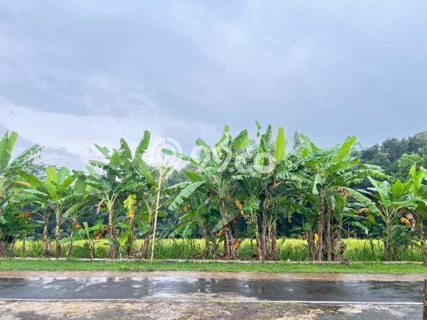 Lahan Investasi Lokasi Mojogedang Karanganyar SHM Lahan Investasi Lokasi Mojogedang Karanganyar SHM