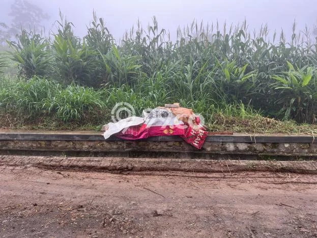 Tanah Dijual Lokasi Karanganyar, Solo dengan Luas Tanah 10000m2 dan Status SHM Tanah Dijual Lokasi Karanganyar, Solo dengan Luas Tanah 10000m2 dan Status SHM