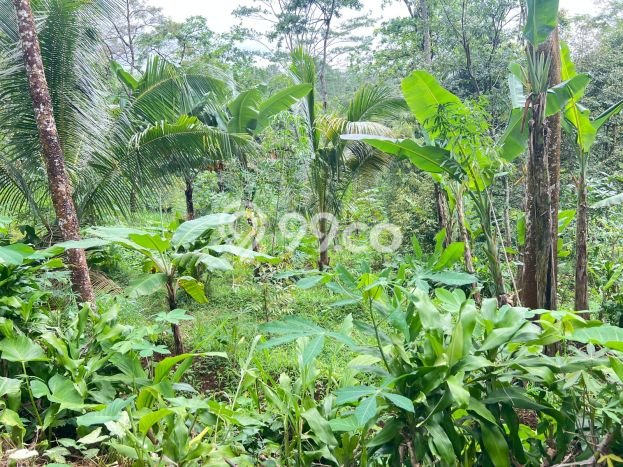 Tanah Kosong Dijual di Karanganyar dengan Area 2000m2 Tanah Kosong Dijual di Karanganyar dengan Area 2000m2