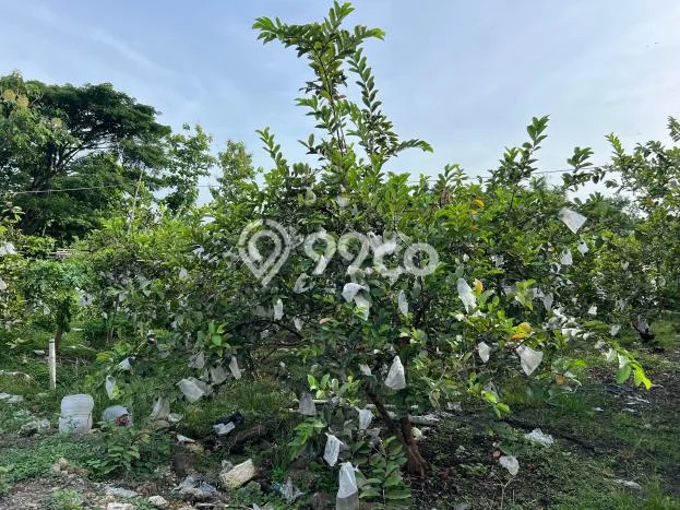 Tanah Komersial Dijual di Karangmalang Sragen 6670m2 Tanah Komersial Dijual di Karangmalang Sragen 6670m2