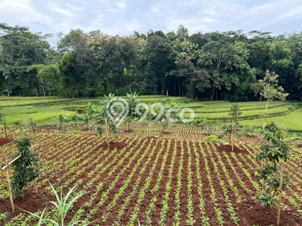 Tanah di Kerjo, Karanganyar Luas 1100m2 Dijual Segera Tanah di Kerjo, Karanganyar Luas 1100m2 Dijual Segera