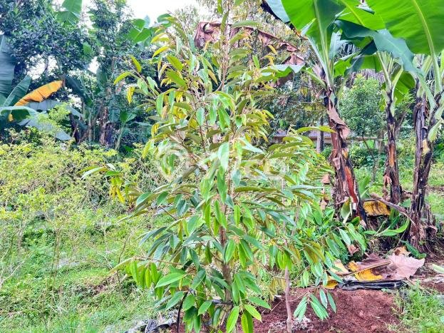Tanah Dijual Lokasi Karanganyar, Solo dengan Luas Tanah 700m2 dan Status SHM Tanah Dijual Lokasi Karanganyar, Solo dengan Luas Tanah 700m2 dan Status SHM