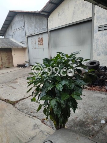 Unit Gudang Dijual di Gunung Putri Bogor 4000m2 Unit Gudang Dijual di Gunung Putri Bogor 4000m2