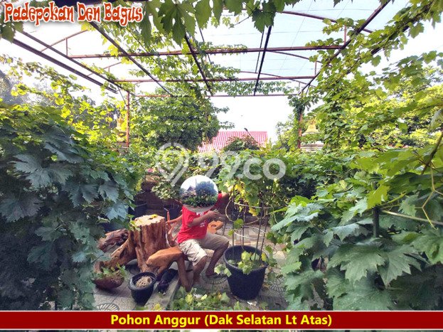 Siap Huni Rumah Mewah 6 Kamar di Kraton Dekat ke Mana Saja Siap Huni Rumah Mewah 6 Kamar di Kraton Dekat ke Mana Saja