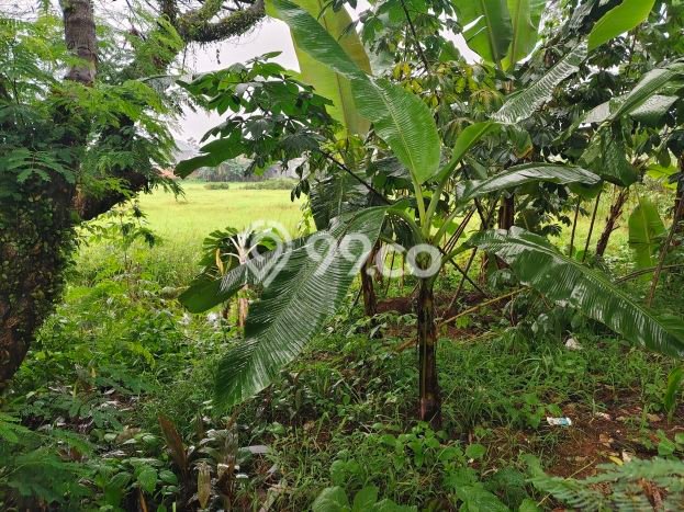 Kavling Tanah Dijual di Serpong Tangerang Selatan Spesifikasi 17000m2 Kavling Tanah Dijual di Serpong Tangerang Selatan Spesifikasi 17000m2